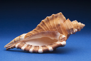 Cymatium raderi shell