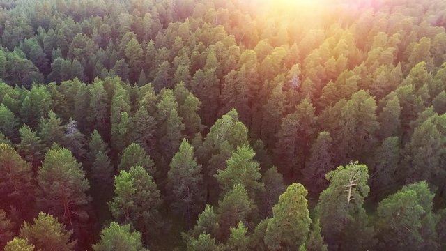 Sunlight in spruce forest in russia , at sunset
