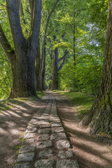 Fototapeta premium Geschwungener Märchen Waldweg im Frühling mit großen stämmigen Bäumen und leuchtende grüne Blätter