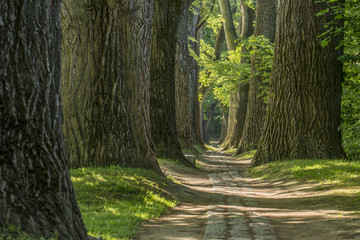 Geschwungener Märchen Waldweg im Frühling mit großen stämmigen Bäumen und leuchtende grüne...