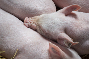 Piglets sleeping on straw