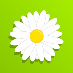 Chamomile on grass. Beautiful white daisy flower isolated on green background.