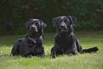 Labrador-Rottweiler Mischling und Labrador