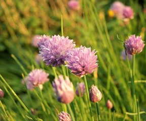 Chive Flowers (Allium schoenoprasum).