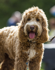 A Cockapoo Dog with tongue hanging out