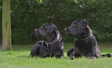 Rottweiler - Labrador Mischling und Labrador