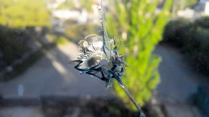 Broken window, hole in the glass