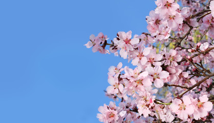Blossom spring tree with flower