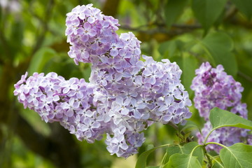Obraz premium Blossoming Syringa vulgaris