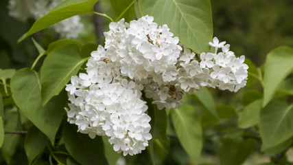 Blossoming Syringa vulgaris