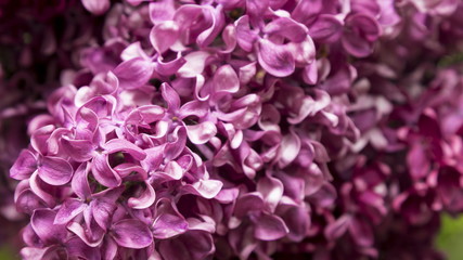 Obraz premium Blossoming Syringa vulgaris