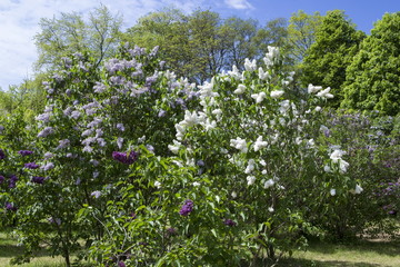 Fototapeta na wymiar Blossoming Syringa vulgaris