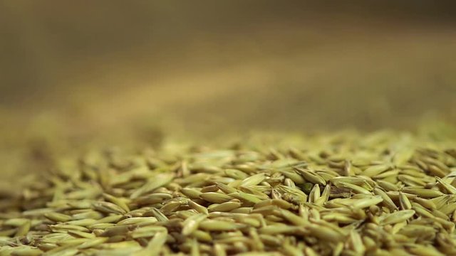 High quality oat seeds falling on sackcloth, agricultural product for sale