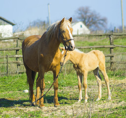 A horse with a foal. Animals horse with a foal. A pet mammal far