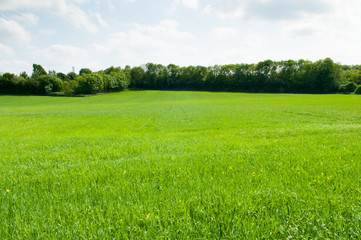 L& 39 herbe haute dans un champ avec la lumière du soleil