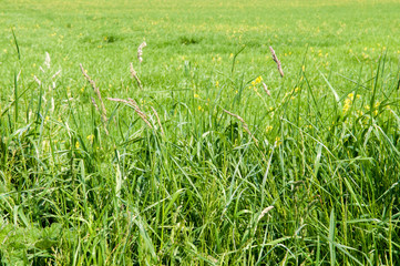 Long grass in a field with sunlight