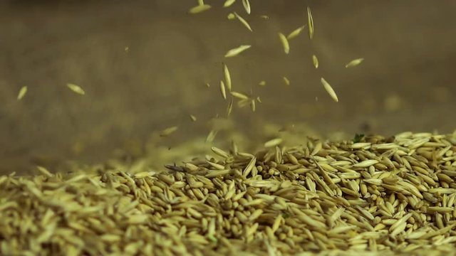 Value of grain, man taking oat seeds in palms, enjoying quality, agriculture