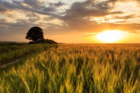 Beautiful wheat field in sunset. Horizontal image. Landscape.