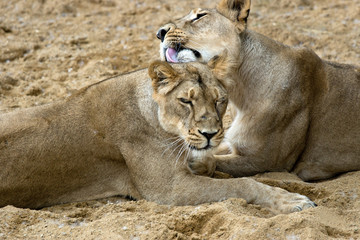 pair of female lions