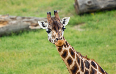 giraffe african mammal