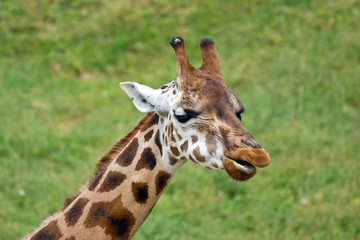 giraffe african mammal