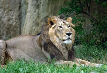 Obraz na płótnie Canvas male lion in the grass