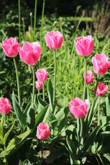Fototapeta premium Tulip (Tulipa) - genus of perennial herbaceous bulbous plants lily family 