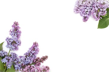 Paarse lila tak, geïsoleerd op een witte achtergrond