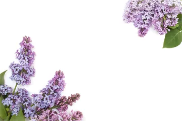 Deurstickers Sering Paarse lila tak, geïsoleerd op een witte achtergrond