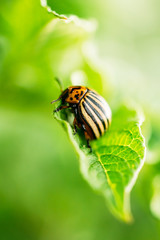 Colorado Striped Beetles - Leptinotarsa Decemlineata.