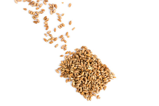 Wheat seeds isolated on white. Square. Flat lay. Pour in.