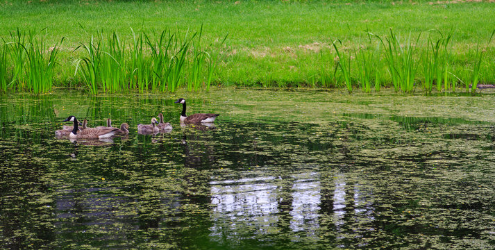 Family of geese crossing pond