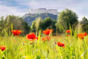 Salzburg Stadt - Mohnblumenfeld mit Blick auf die Festung
