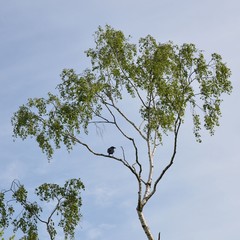 Krähe sitz in Baumkrone