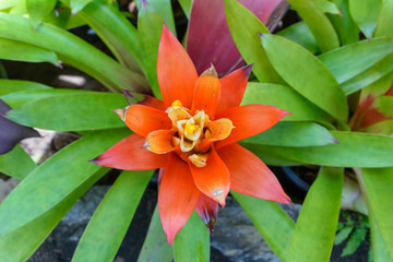 Red bromeliad