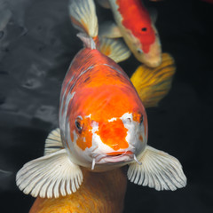 Japan Kois im Koiteich - Japanischer Koi im Gartenteich