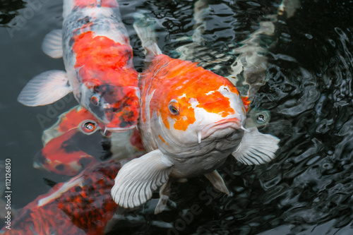 "Japan Kois im Koiteich Japanischer Koi im Gartenteich" Stockfotos