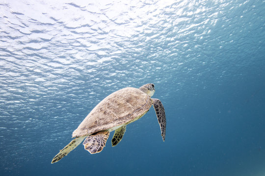 Unterwasser - Riff - Schildkröte - Tauchen - Curacao - Karibik