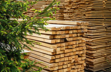 young branches of living trees and Stack of new wooden studs at the lumber yard. Wood timber construction material