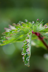 Beautiful macro of dew drops on green leaves