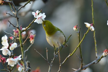 梅とメジロ