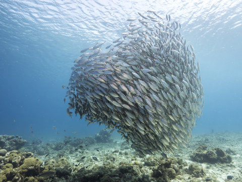 Unterwasser - Riff - Fisch - Schwarm - Tauchen - Curacao - Karibik