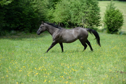 anni is showing her muscles, gray quarter horese mare in gallop