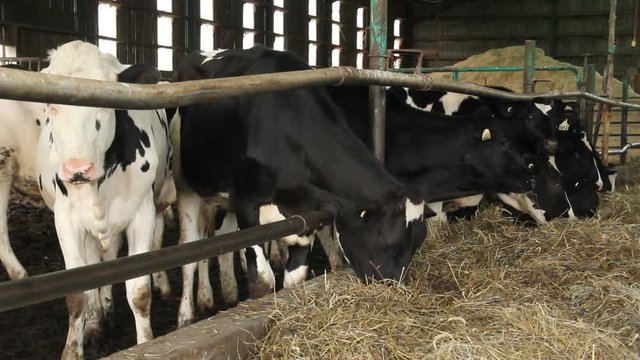Holstein Friesians cows in a stable eating silage closeup no audio footage