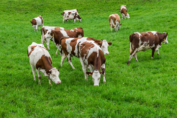 Fototapeta na wymiar Vaches dans pâturage