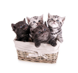 Ein Korb voller Katzenbabys