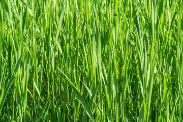 Fototapeta na wymiar Green grass close up