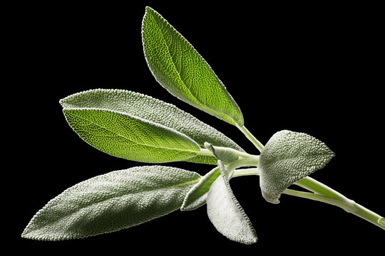 Sage (Salivia Officinalis) leaves