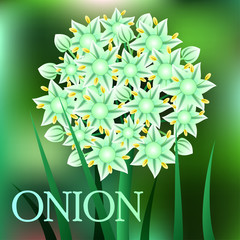 Beautiful spring flowers Onion. Cards or your design with space for text. Vector