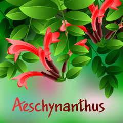 Beautiful spring flowers Aeschynanthus. Cards or your design with space for text. Vector